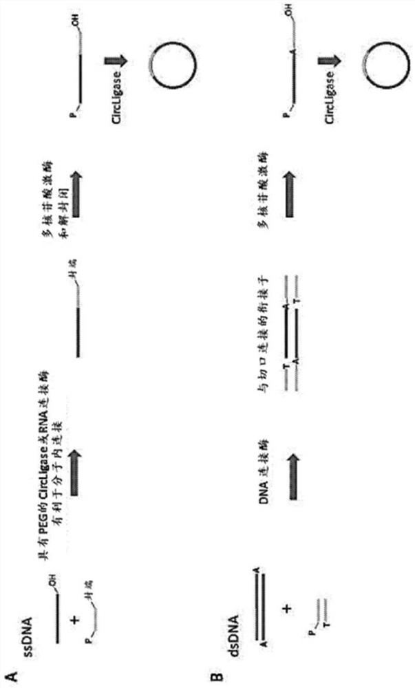 Compositions and methods for digital polymerase chain reaction