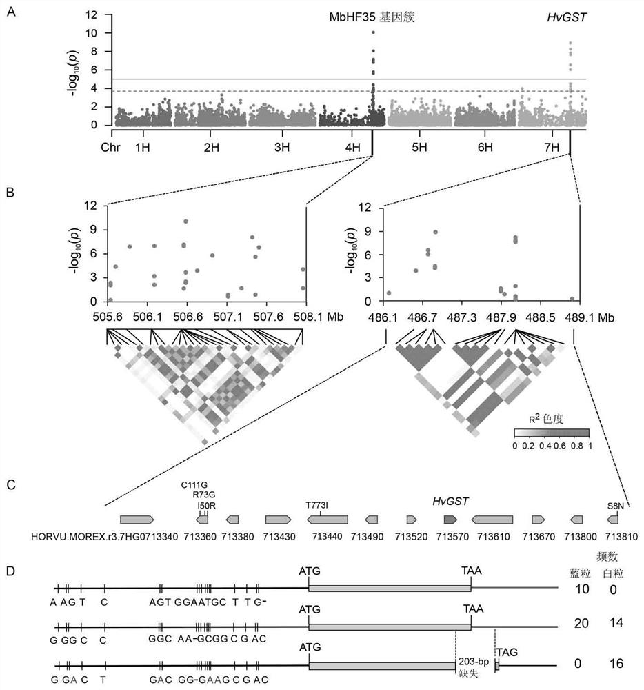 Colored barley grain anthocyanin transport related gene HvGST and application thereof