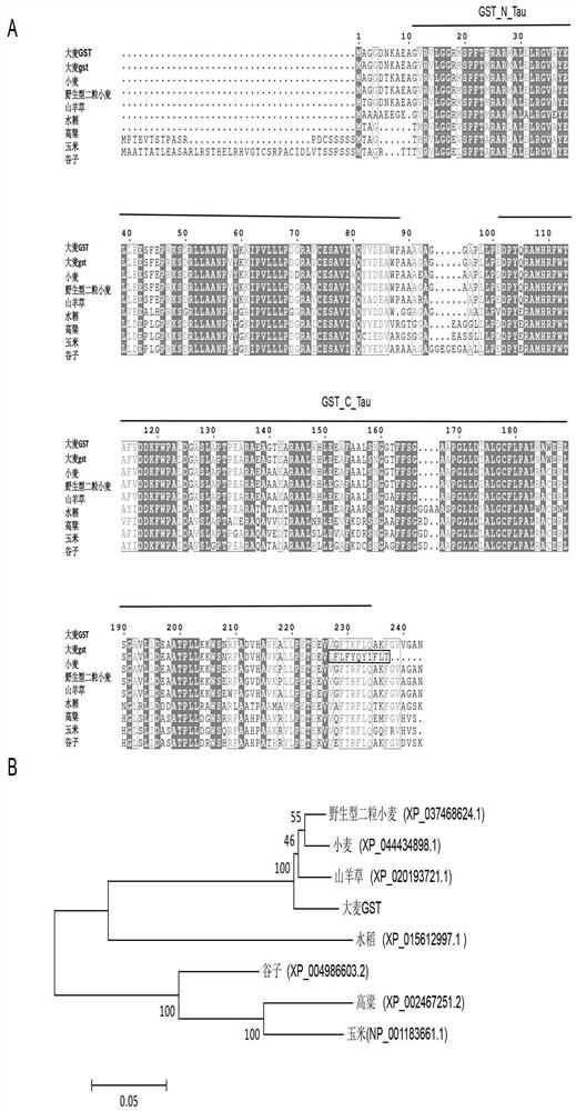 Colored barley grain anthocyanin transport related gene HvGST and application thereof
