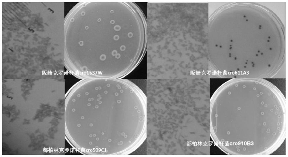 Cronobacter standard strain containing specific molecular target and its detection and application