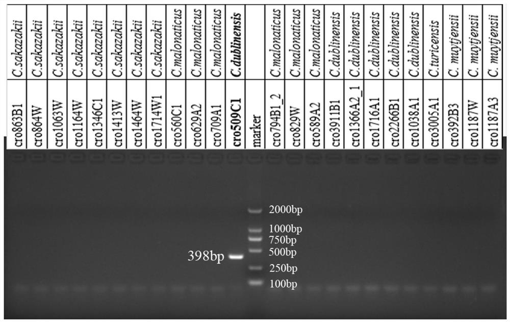 Cronobacter standard strain containing specific molecular target and its detection and application