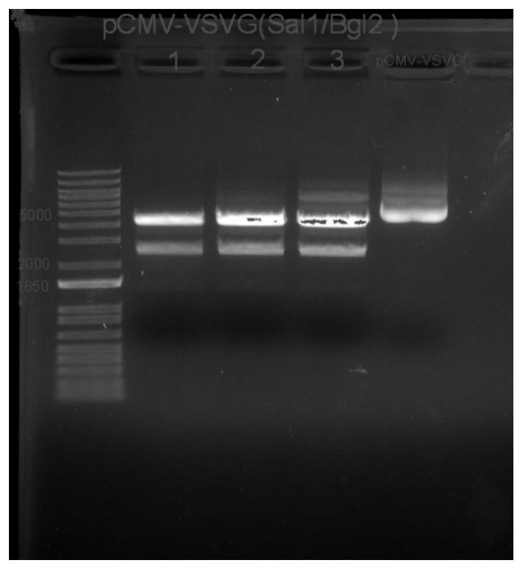 Construction of CD3 specific lentivirus and application thereof