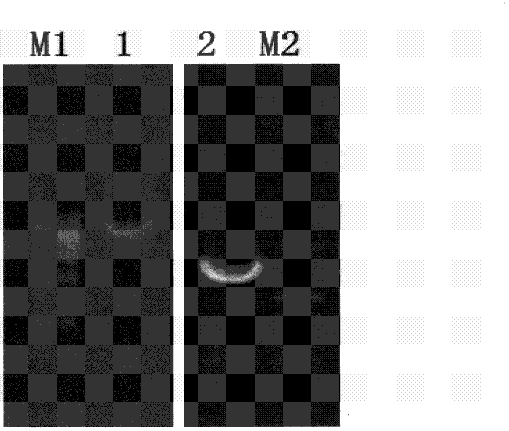 Construction of engineering bacterium for expressing alpha-amylase and application of engineering bacterium in animal feed