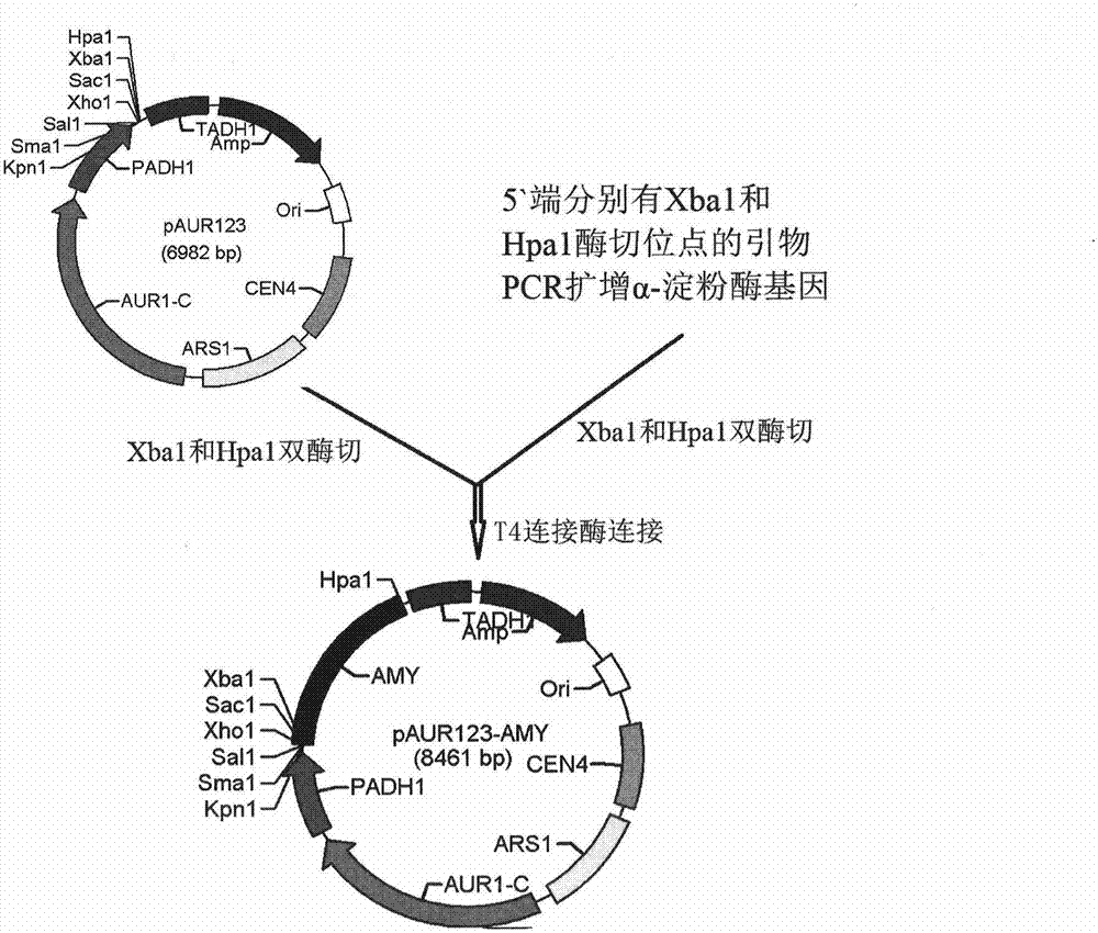 Construction of engineering bacterium for expressing alpha-amylase and application of engineering bacterium in animal feed