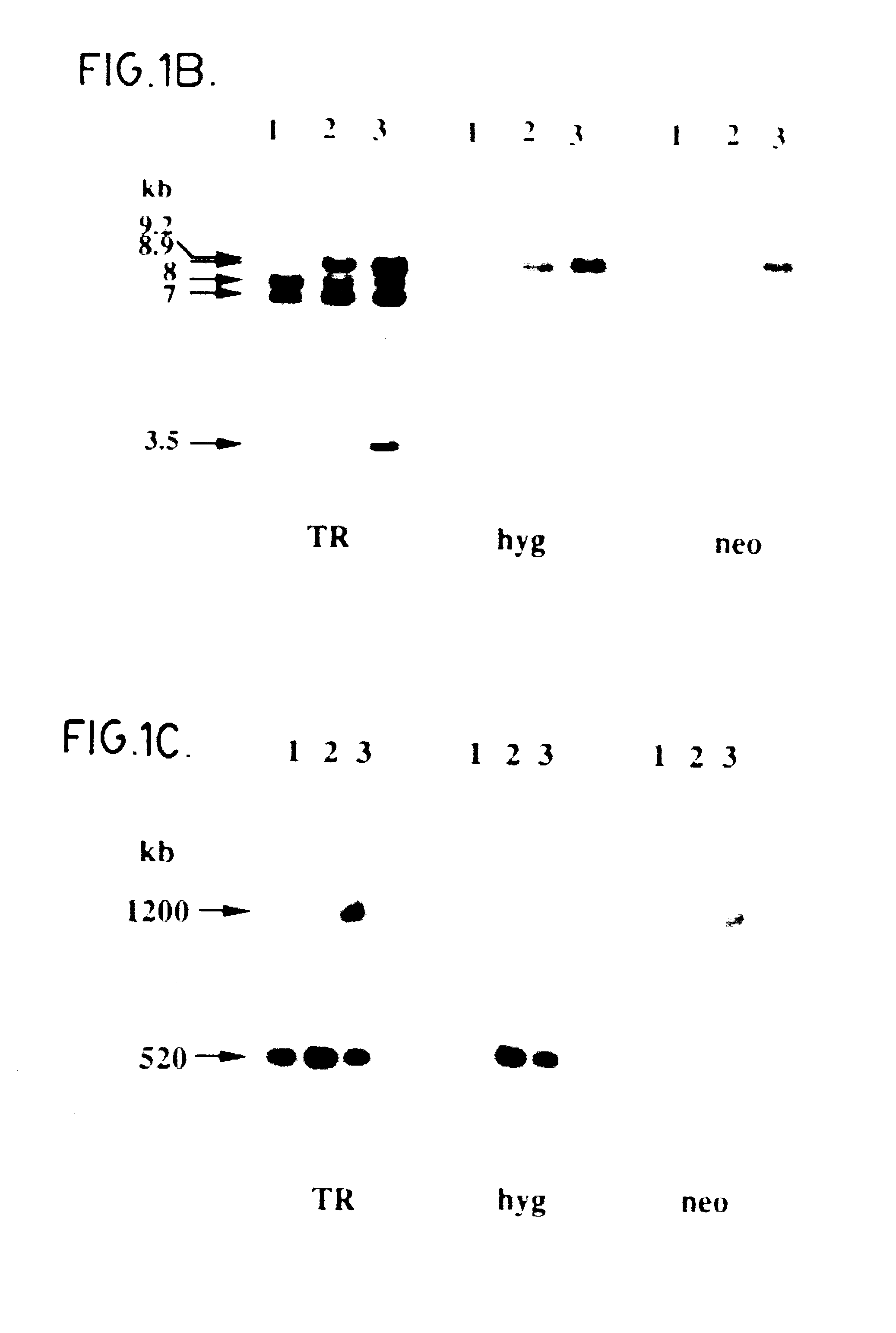 Attenuated strains of leishmania and uses thereof