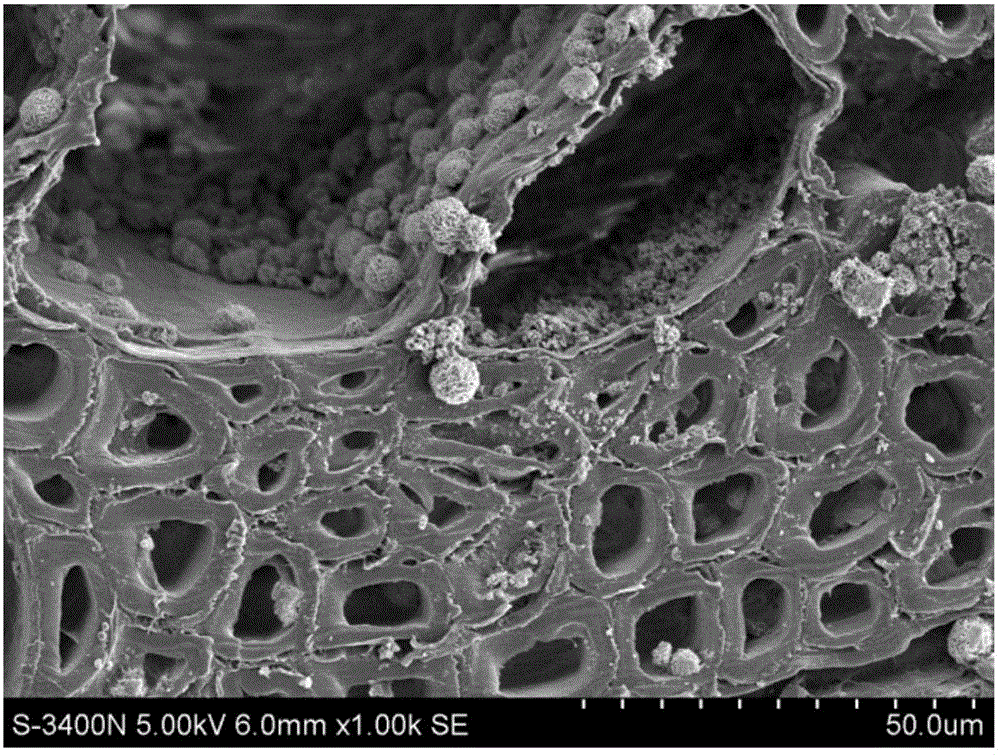 Preparing method for antibacterial and ultraviolet-resisting wood and obtained product