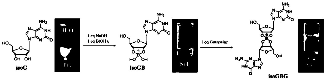 Application of nucleoside hydrogel in preparation of medicine for preventing or delaying canceration of oral mucosa potential malignant diseases