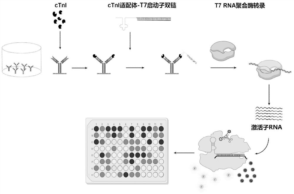 Method for detecting cardiac troponin I based on CRISPR Cas13d