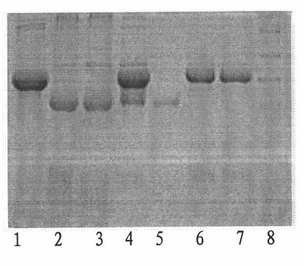 Immunomagnetic microparticle based on yelk antibody as well as preparation method and application of immunomagnetic nanoparticle