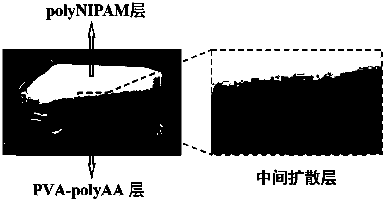 Method for preparing asymmetric-structure hydrogel in one step by means of difference in viscosity, product of method and application of product