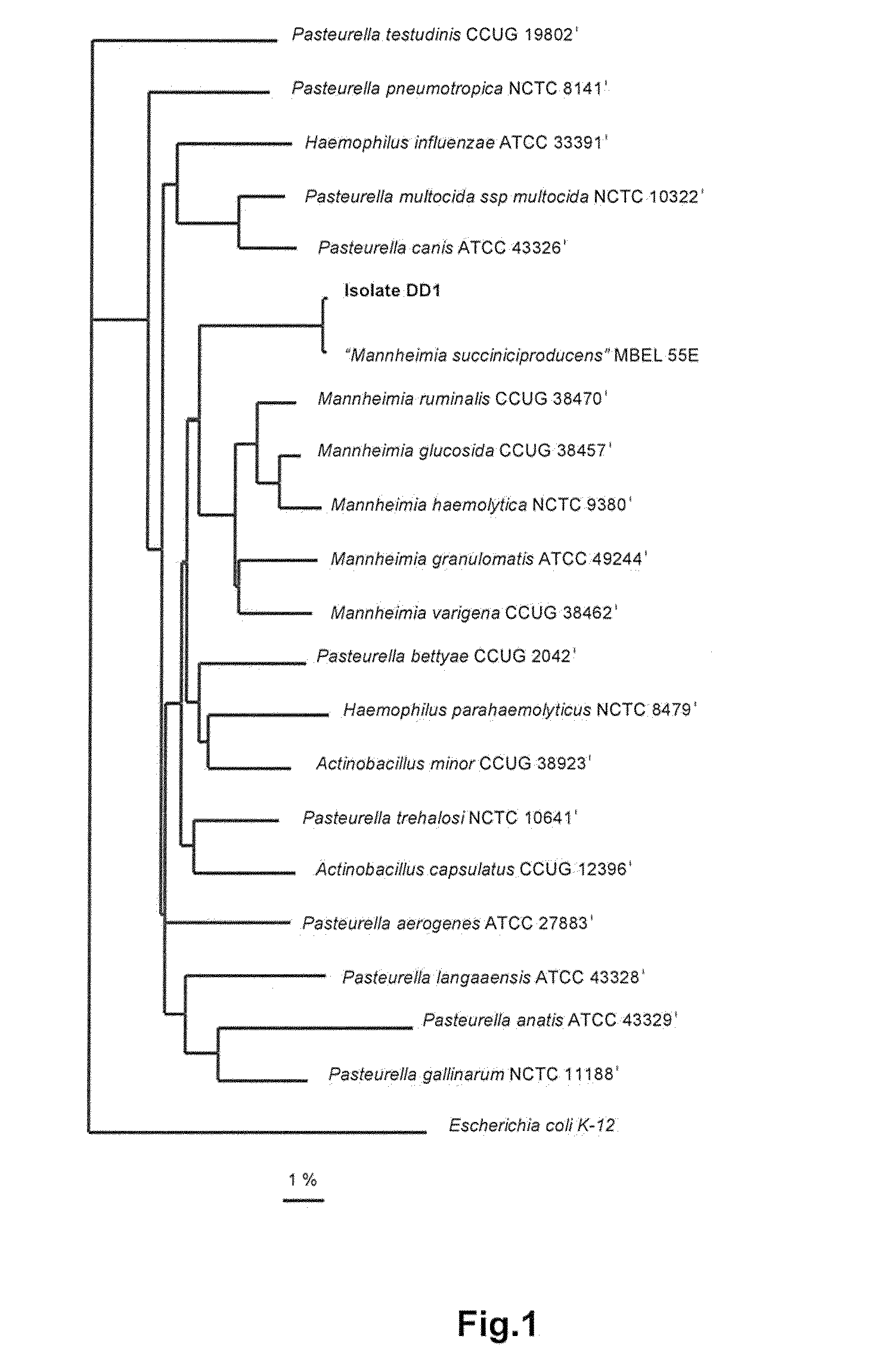 Carboxylic Acid Producing Member of the Pasteurellaceae