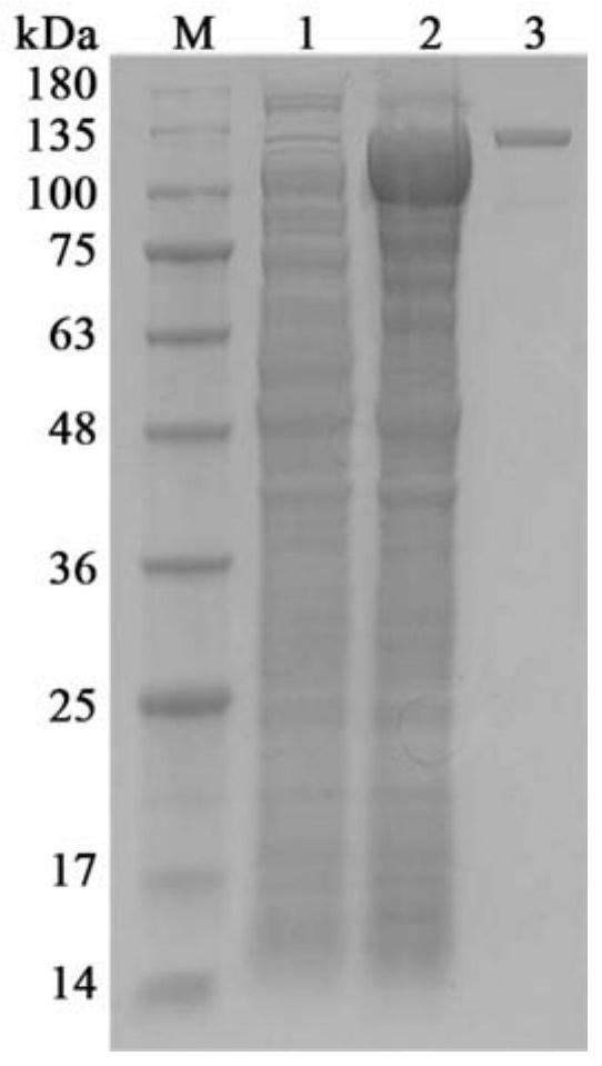 Deep-sea-derived strains and their encoded β-galactosidase genes and applications