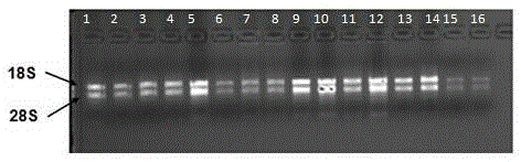 Bacterium solution and method for increasing litchi seed abortion rate