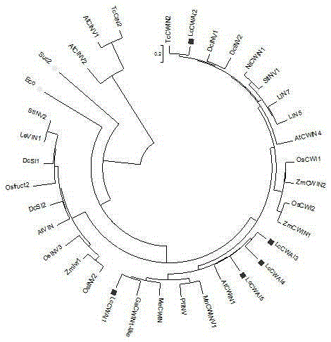 Bacterium solution and method for increasing litchi seed abortion rate