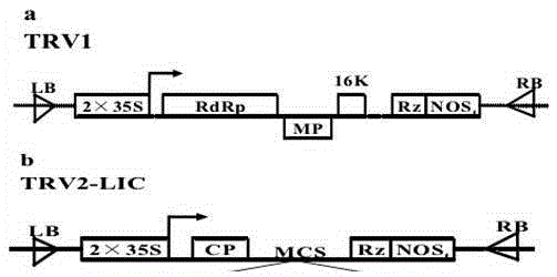 Bacterium solution and method for increasing litchi seed abortion rate