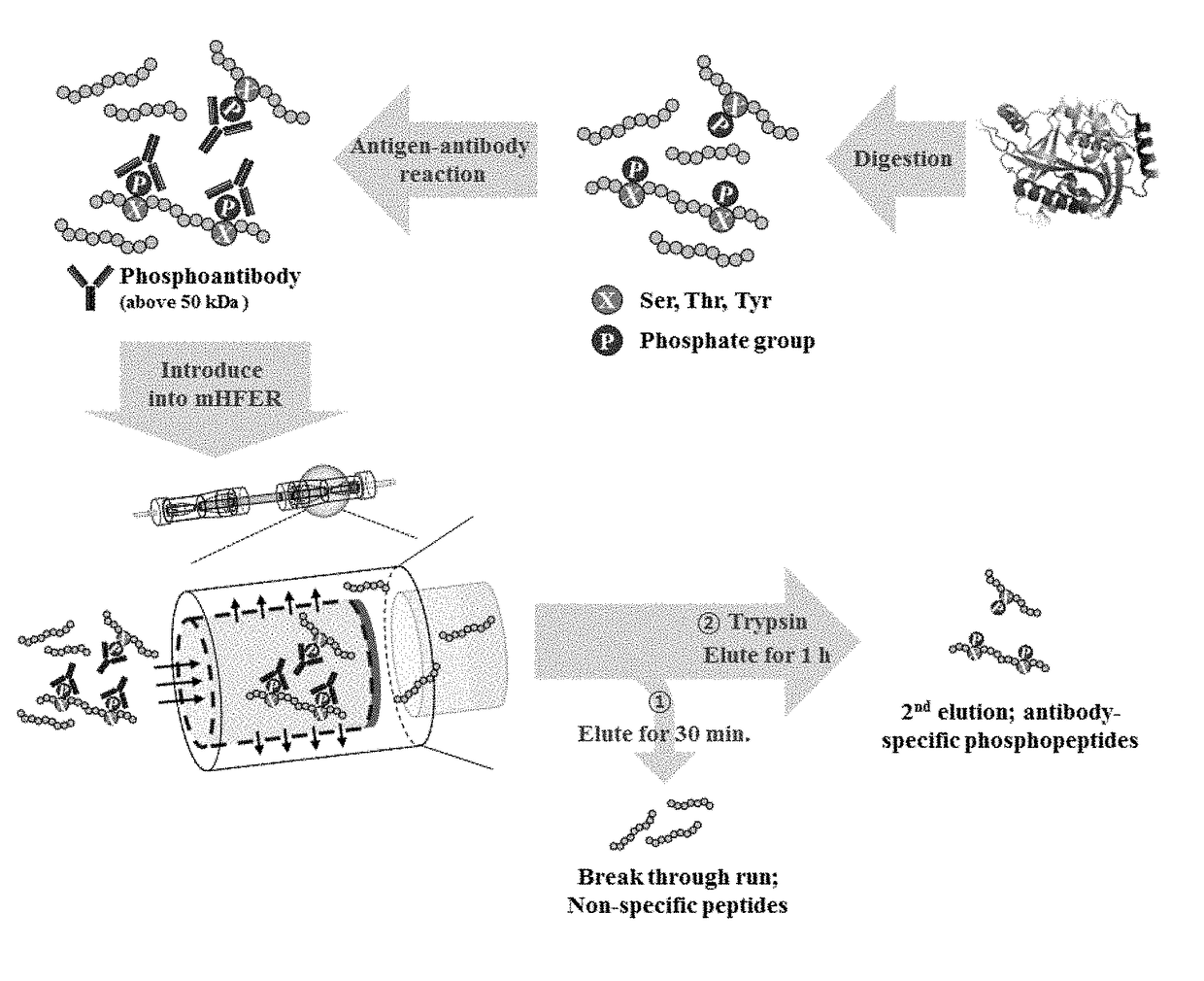 Monoclonal antibody based online phosphoprotein proteomics analysis method using microbore hollow fiber enzymatic reactor-tandem mass spectrometry