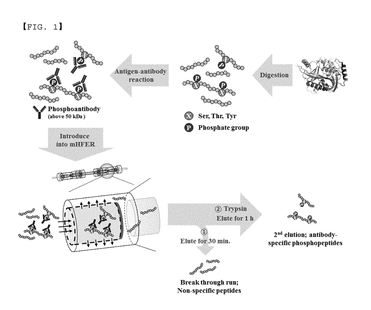 Monoclonal antibody based online phosphoprotein proteomics analysis method using microbore hollow fiber enzymatic reactor-tandem mass spectrometry