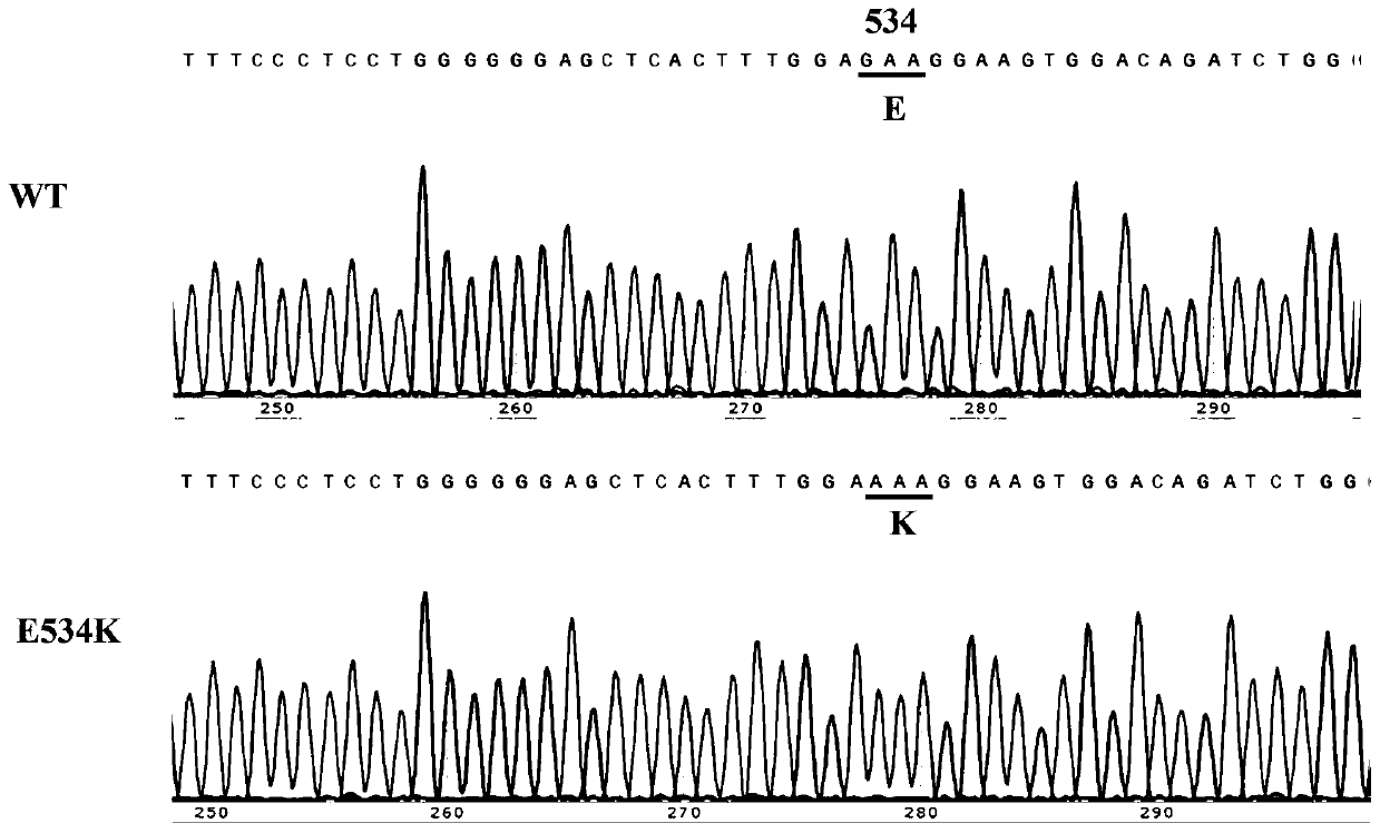 CD163 mutant and application thereof