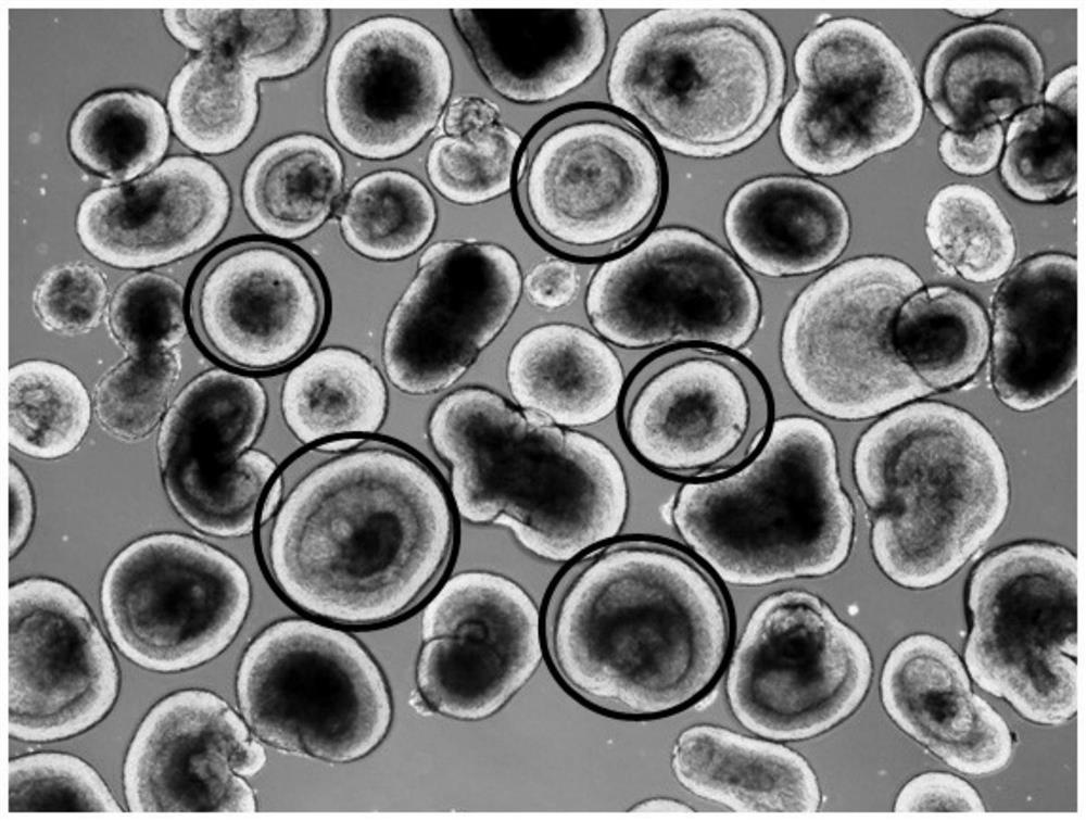 A method for cryopreservation and recovery of three-dimensional retinal tissue