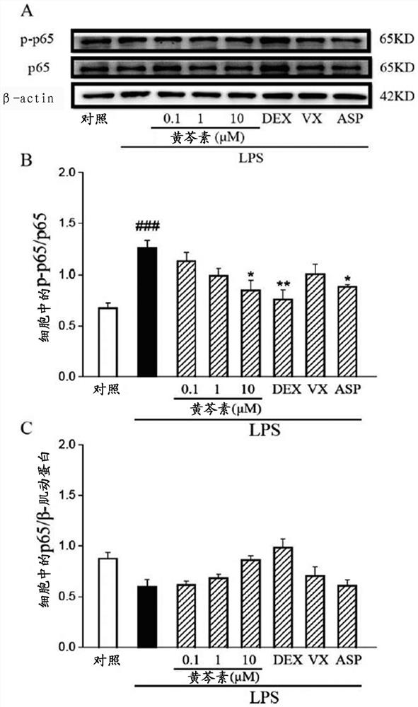 Application of baicalein in preparation of drugs for preventing and/or treating diseases caused by novel coronavirus infection