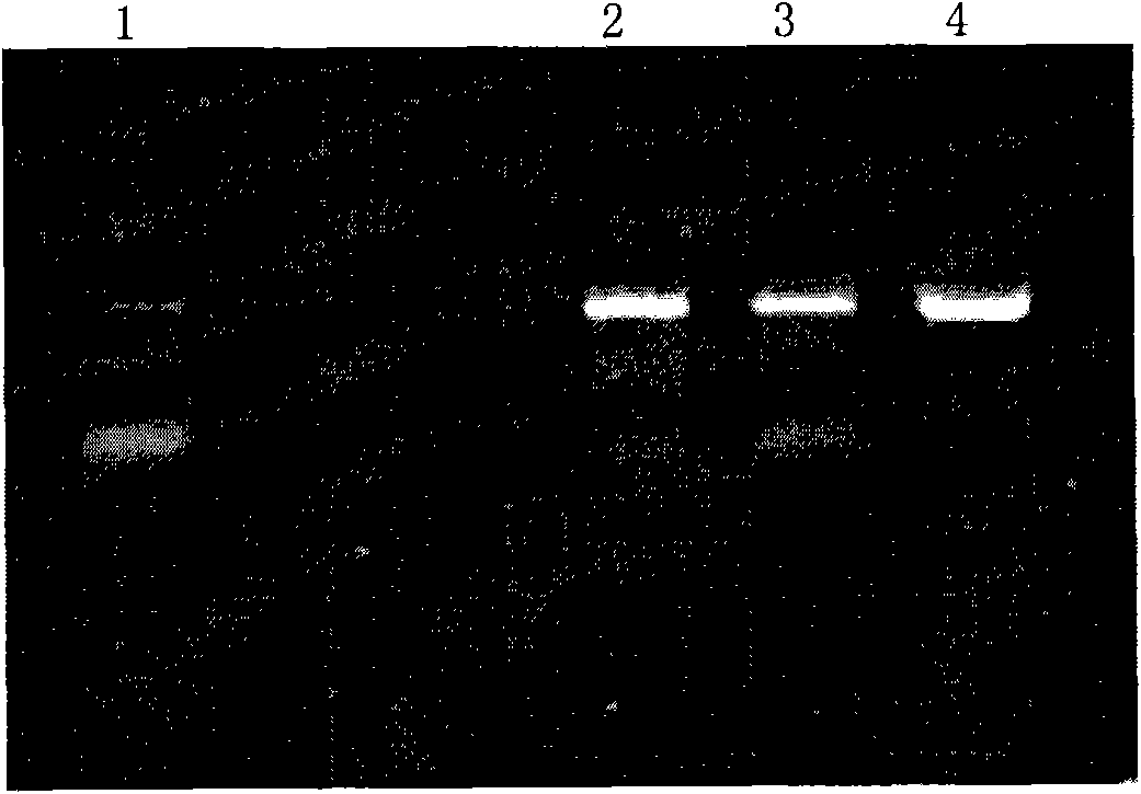 Bacillus licheniformis and application thereof in promotion of cellulose degradation