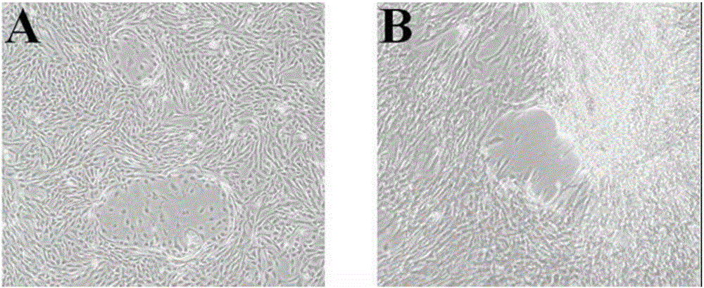 Immortalized goat small intestine epithelial cell line and establishment method thereof