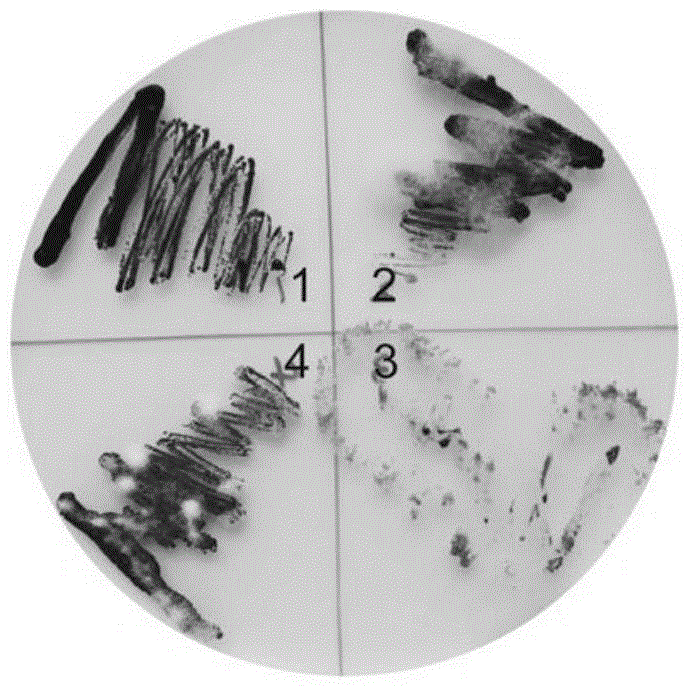 Method for sterilization in chlamydomonas reinhardtii culture process by mixture of tebuconazole and nalidixic acid