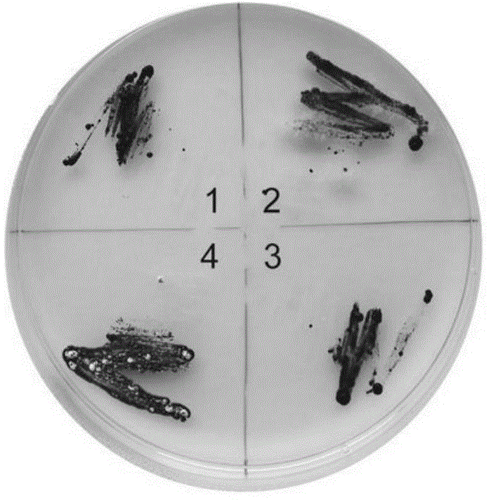 Method for sterilization in chlamydomonas reinhardtii culture process by mixture of tebuconazole and nalidixic acid