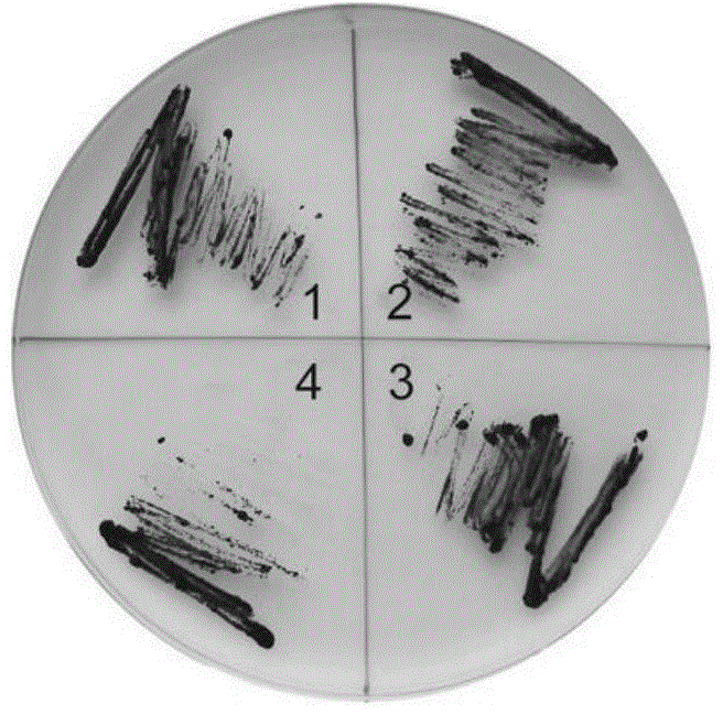 Method for sterilization in chlamydomonas reinhardtii culture process by mixture of tebuconazole and nalidixic acid