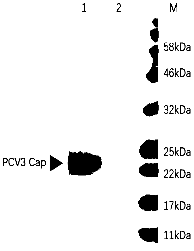 Pig circovirus III-type virus-like particle and preparation method thereof