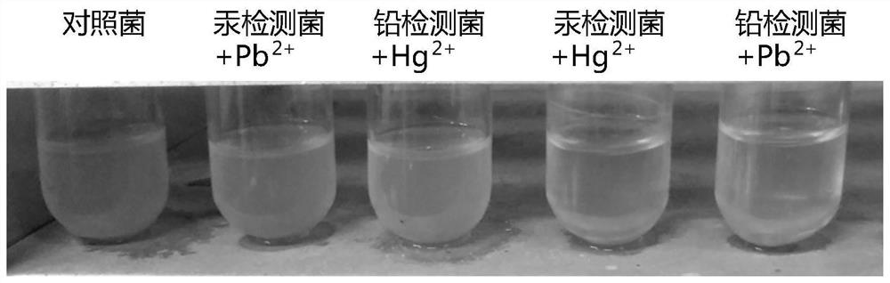 Whole-cell biosensor for detecting heavy metal ions in water-soluble samples and its construction and application