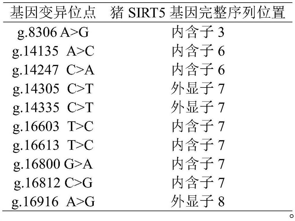 Gene variation site for regulating and controlling carcass indexes of Guizhou Xiang pigs and application of gene variation site