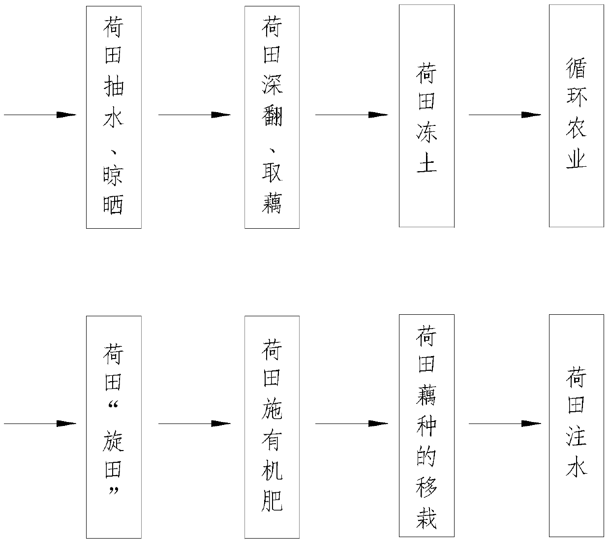 A simple method for sustainable circular planting of lotus root in shallow water