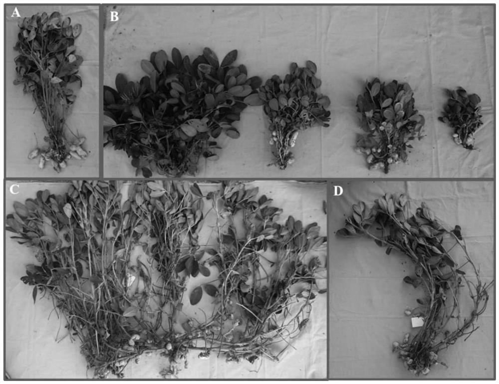 Peanut mutant creation method and application