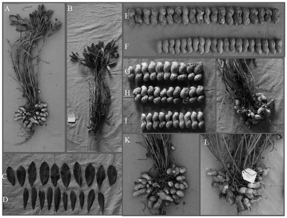 Peanut mutant creation method and application