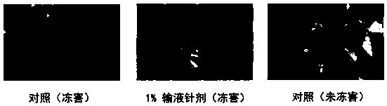 Anti-freezing composition and anti-freezing injection for rosaceous plants, preparation method of anti-freezing injection and anti-freezing transfusion drug