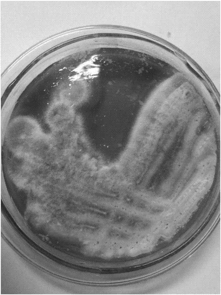 Biological preparing method of key chiral intermediate of levonorgestrel