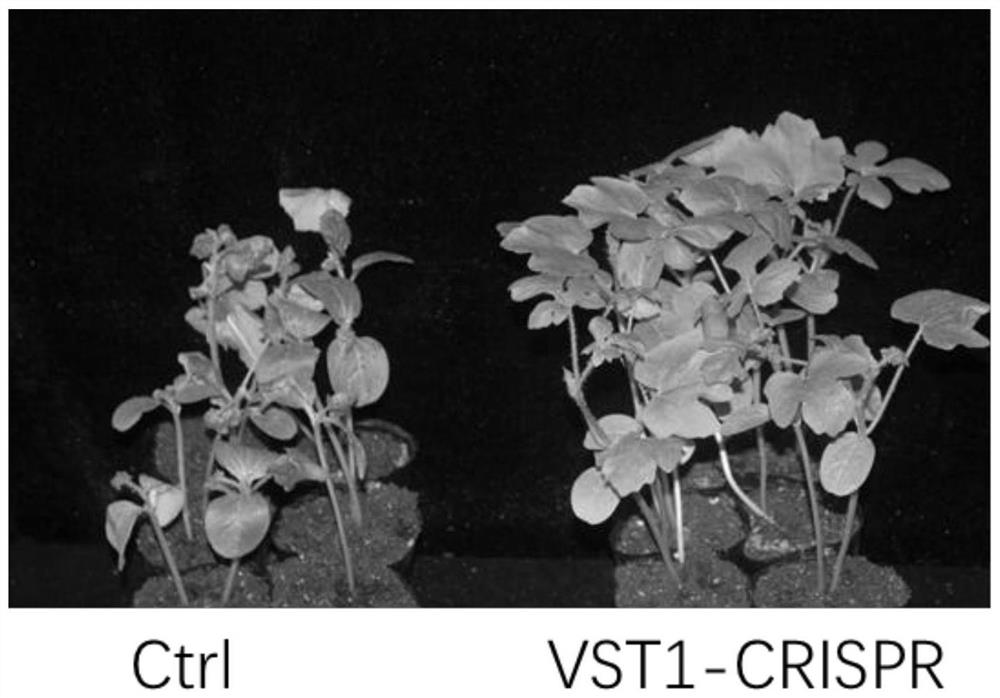 Novel watermelon sugar transporter as well as coding gene ClVST1 and application thereof