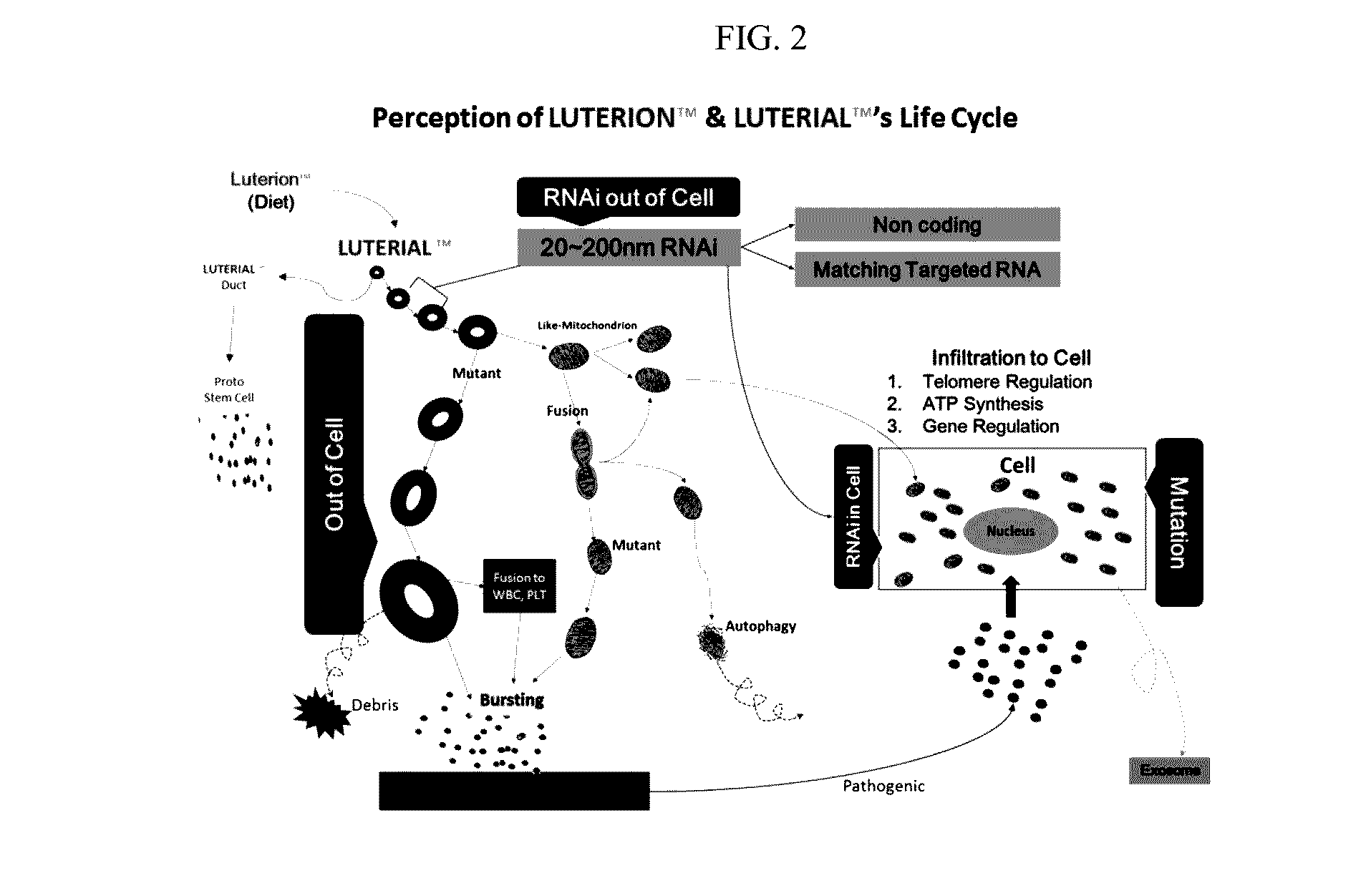 Method for screening cancer prevention agent or anticancer agent using morphological characteristics of luterial