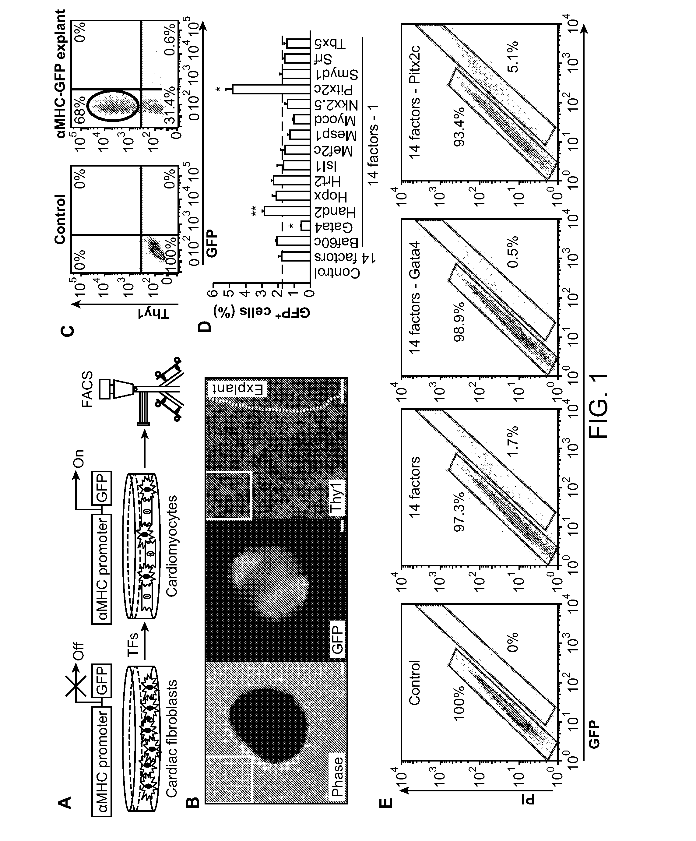 Methods for Generating Cardiomyocytes