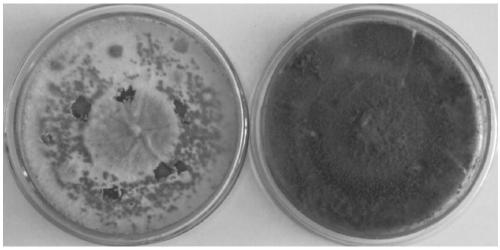 Salt-resistant and alkali-resistant soil aspergillus strain as well as ITS sequence and application thereof