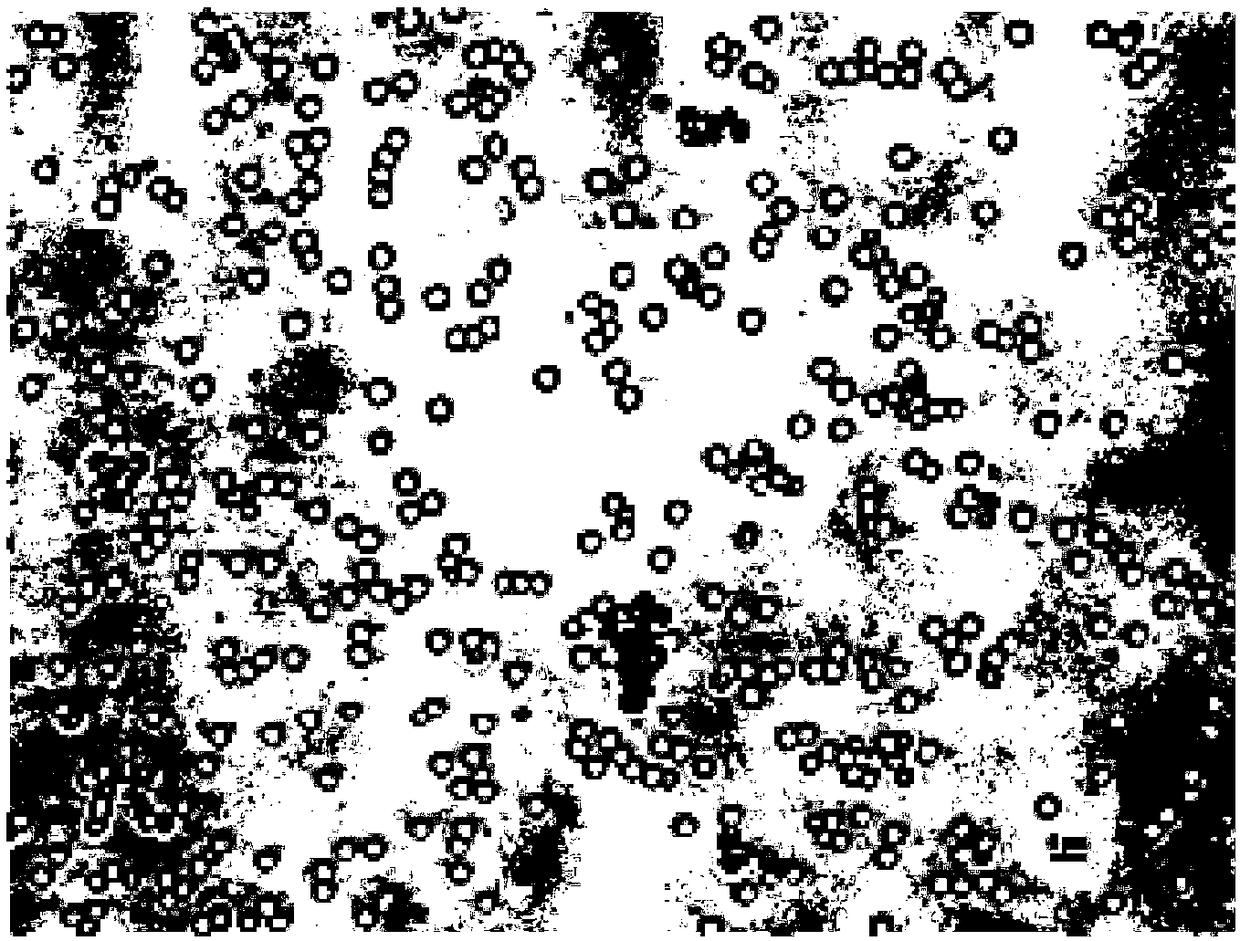 Salt-resistant and alkali-resistant soil aspergillus strain as well as ITS sequence and application thereof