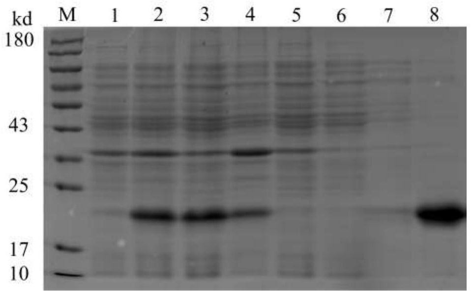 Preparation and application of human superoxide dismutase hSOD1 mutant