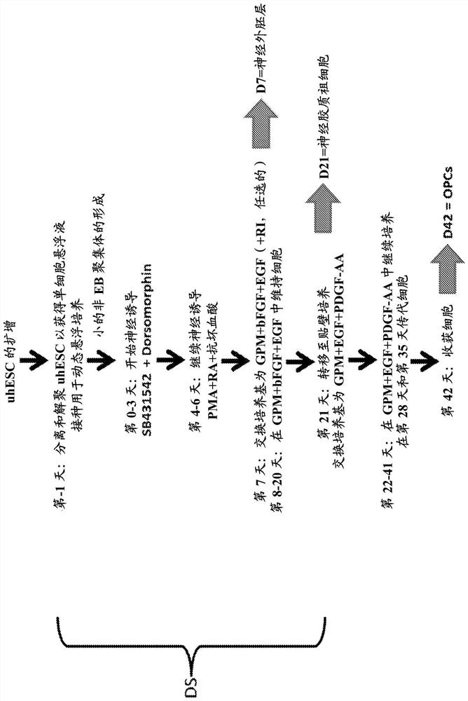 Methods for differentiating pluripotent stem cells in dynamic suspension culture