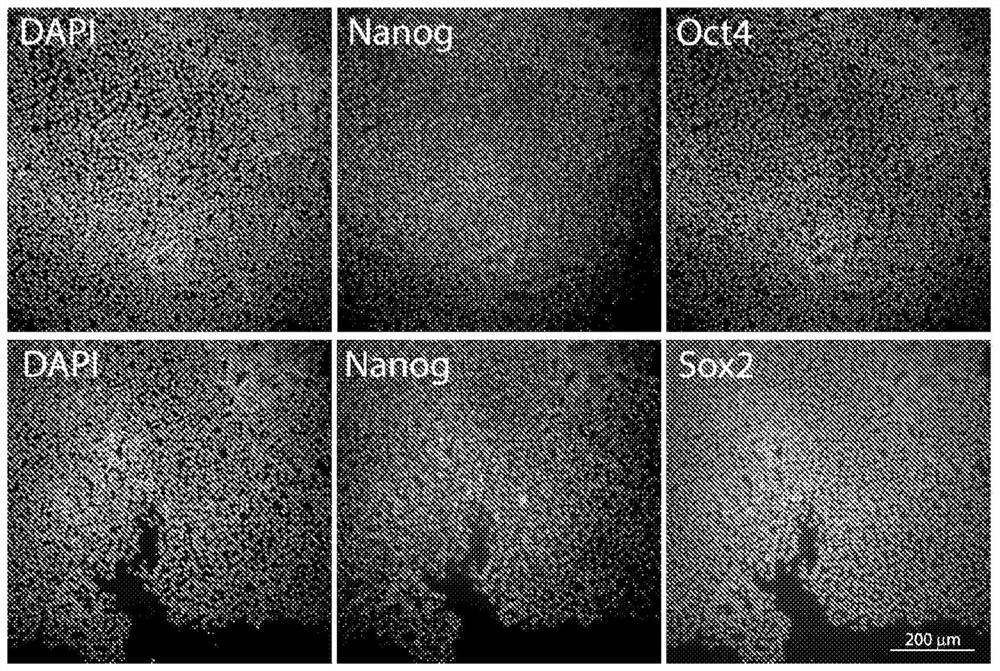 Methods for differentiating pluripotent stem cells in dynamic suspension culture