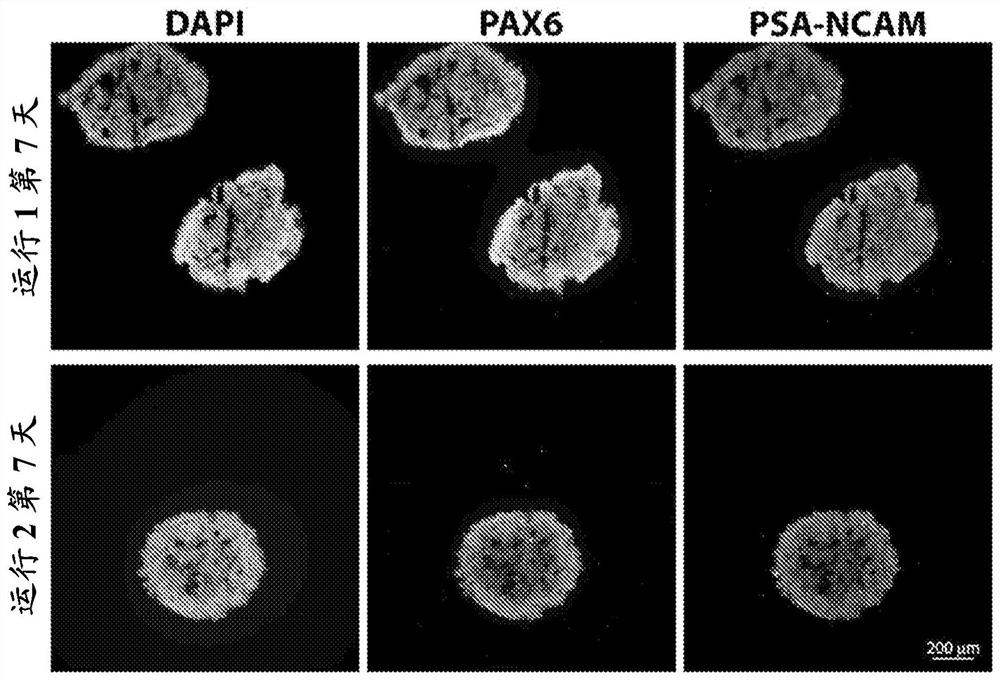 Methods for differentiating pluripotent stem cells in dynamic suspension culture