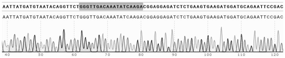 Double-donor mediated drug/fluorescence collaborative screening-based diallelic editing system