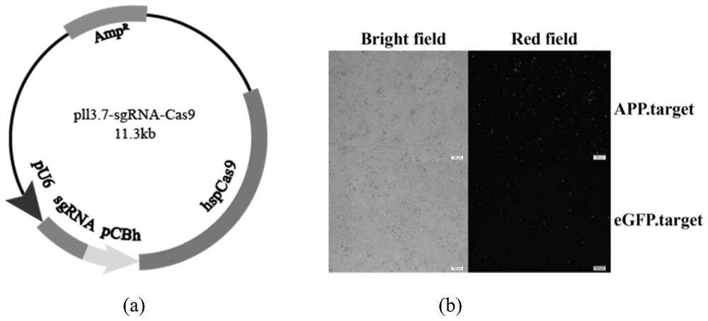 Double-donor mediated drug/fluorescence collaborative screening-based diallelic editing system