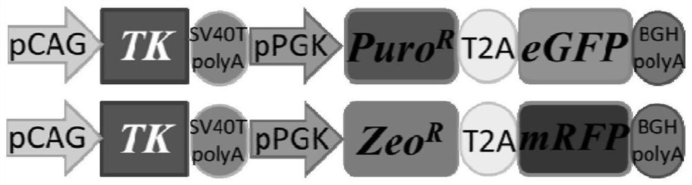 Double-donor mediated drug/fluorescence collaborative screening-based diallelic editing system