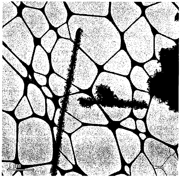 Method for preparing biological composite nano-water-purifying materials for removing radioactive substances in water